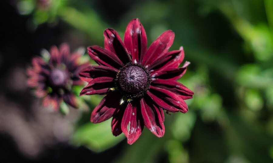 Black-Eyed Susan