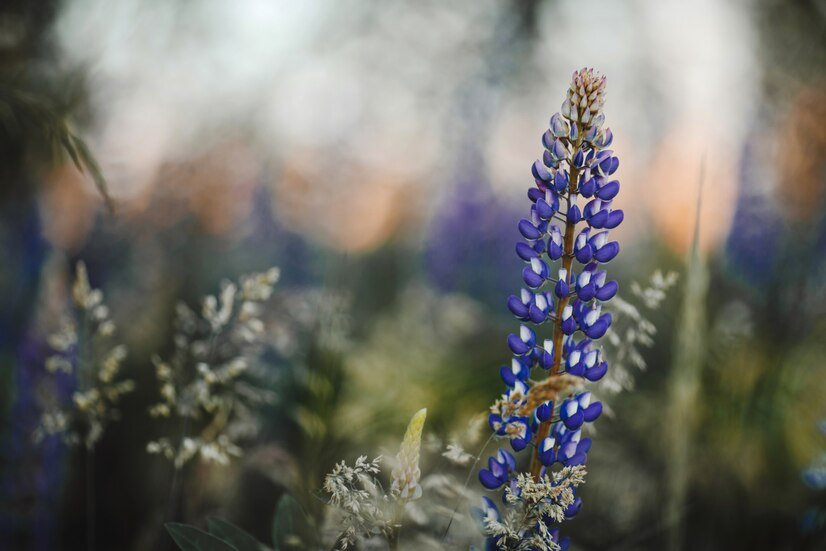 Lupines