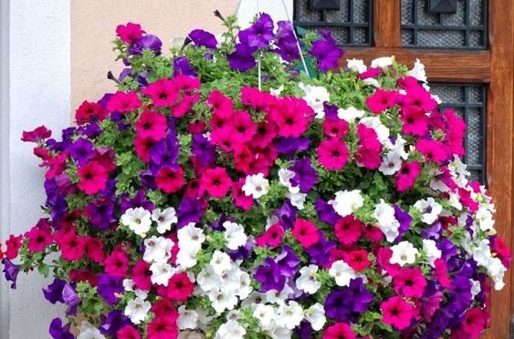 Petunias